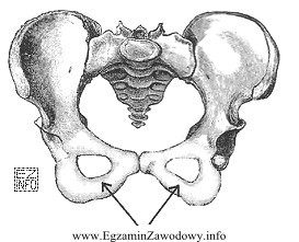 Na rysunku przedstawiono miednicę. Strzałkami zaznaczono kości
