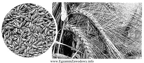 Na zdjęciu przedstawiono ziarno i kwiatostan