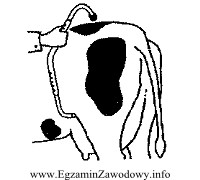 Narzędzie wykorzystywane przy poskramianiu bydła przedstawione na rysunku, 