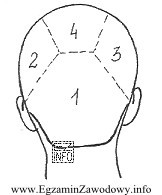 Prezentowany na zamieszczonym rysunku podział włosów nie ma 