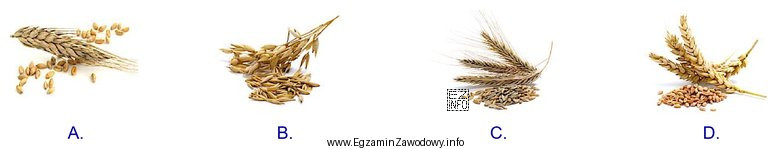 Które zboże należy uprawiać w gospodarstwie agroturystycznym 