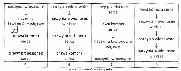 Który schemat przedstawia drogę krwi żylnej w krwiobiegu 