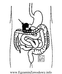 Zaznaczony na rysunku fragment układu pokarmowego to