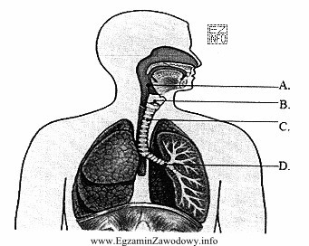 Jaką literą oznaczono na rysunku tchawicę?