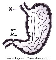 Na rysunku budowy żołądka literą X oznaczono 