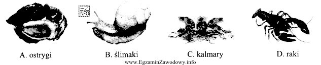 Do skorupiaków zalicza się